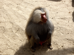 amersfoort_2_195 - 443 kb - 1024x768 - Hamadryas Baboon at the City of Antiquity at the DierenPark Amersfoort zoo Hamadryas Baboon at the City of Antiquity at the DierenPark Amersfoort zoo