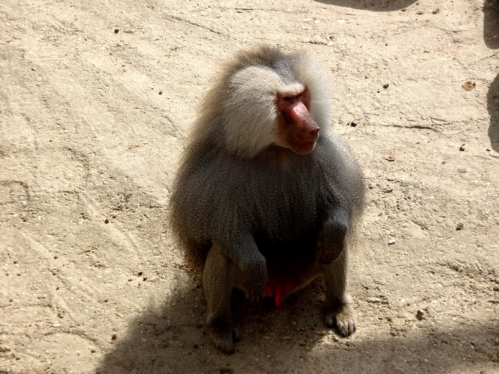 Hamadryas Baboon at the City of Antiquity at the DierenPark Amersfoort zoo