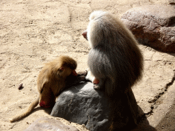 Hamadryas Baboons at the City of Antiquity at the DierenPark Amersfoort zoo