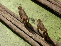 Hamadryas Baboons at the City of Antiquity at the DierenPark Amersfoort zoo