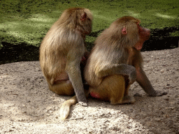 Hamadryas Baboons at the City of Antiquity at the DierenPark Amersfoort zoo