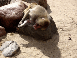 Hamadryas Baboon at the City of Antiquity at the DierenPark Amersfoort zoo