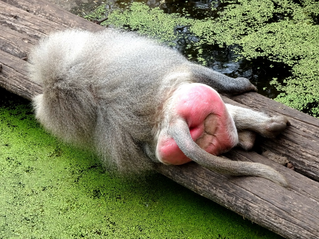 Hamadryas Baboon at the City of Antiquity at the DierenPark Amersfoort zoo