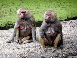 Hamadryas Baboons at the City of Antiquity at the DierenPark Amersfoort zoo