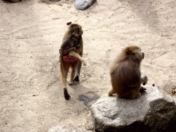 Hamadryas Baboons at the City of Antiquity at the DierenPark Amersfoort zoo