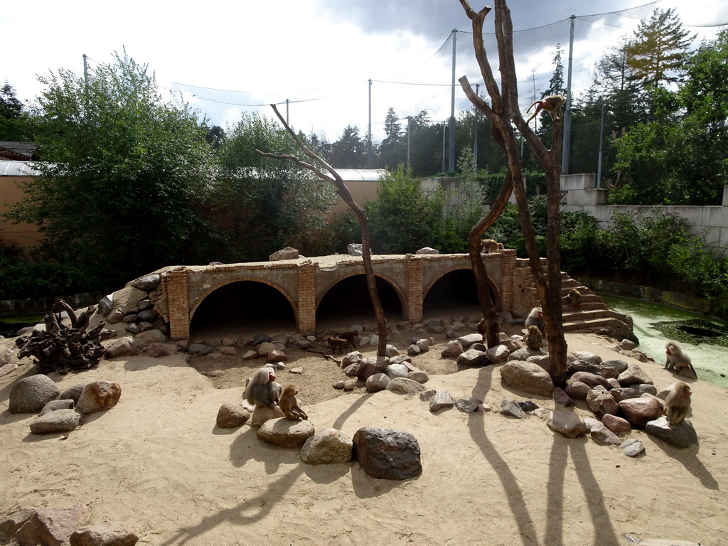 Hamadryas Baboons at the City of Antiquity at the DierenPark Amersfoort zoo