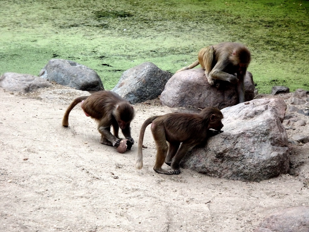 Hamadryas Baboons at the City of Antiquity at the DierenPark Amersfoort zoo