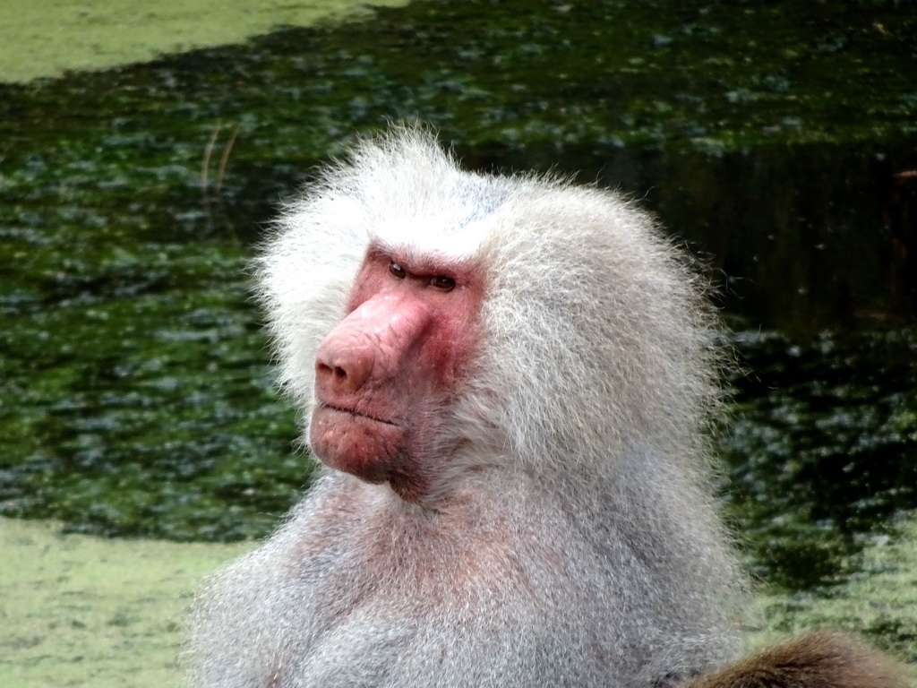 Hamadryas Baboon at the City of Antiquity at the DierenPark Amersfoort zoo