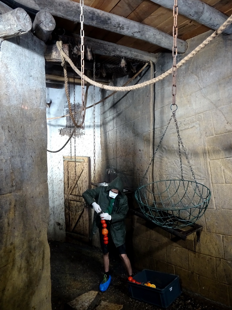 Zookeeper feeding the Egyptian Fruit Bats at the City of Antiquity at the DierenPark Amersfoort zoo