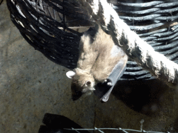 Egyptian Fruit Bat at the City of Antiquity at the DierenPark Amersfoort zoo