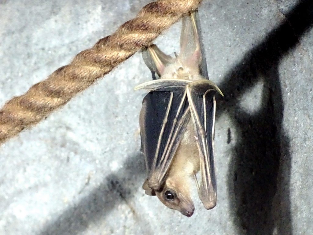 Egyptian Fruit Bat at the City of Antiquity at the DierenPark Amersfoort zoo