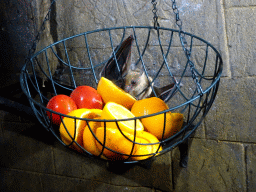 Egyptian Fruit Bat being fed at the City of Antiquity at the DierenPark Amersfoort zoo