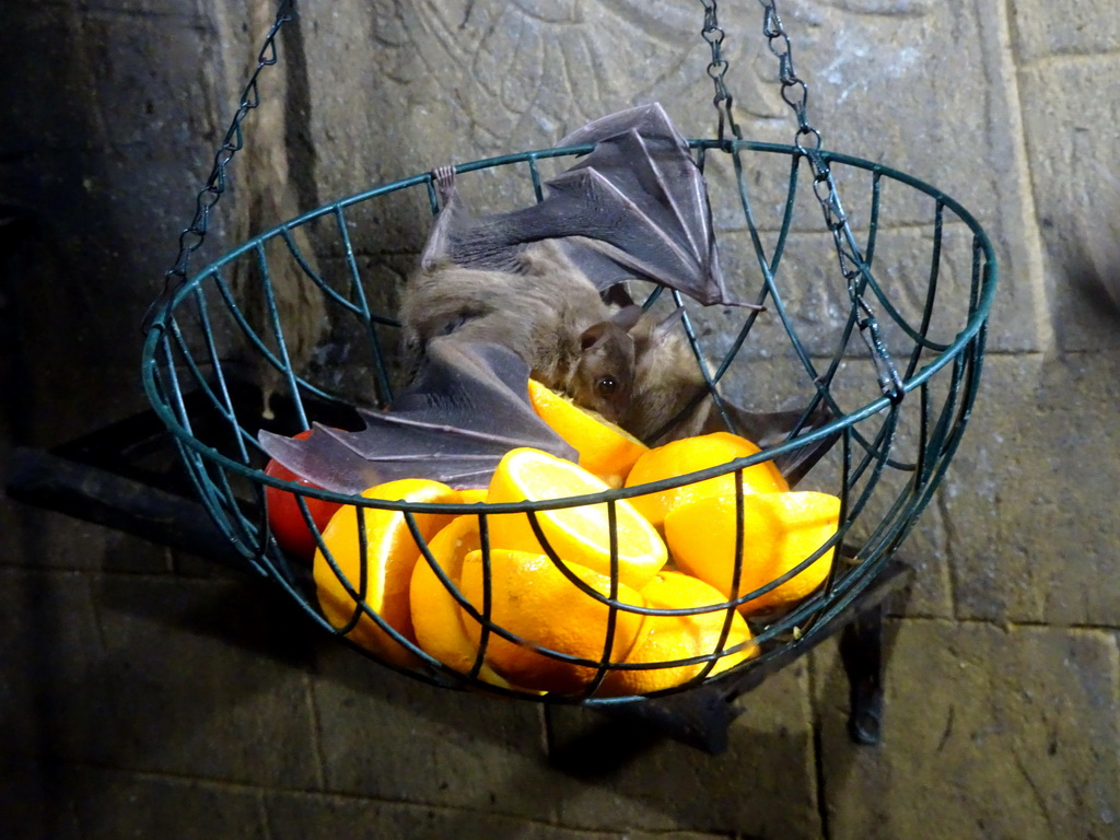 Egyptian Fruit Bats being fed at the City of Antiquity at the DierenPark Amersfoort zoo