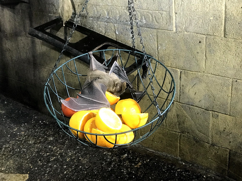 Egyptian Fruit Bats being fed at the City of Antiquity at the DierenPark Amersfoort zoo