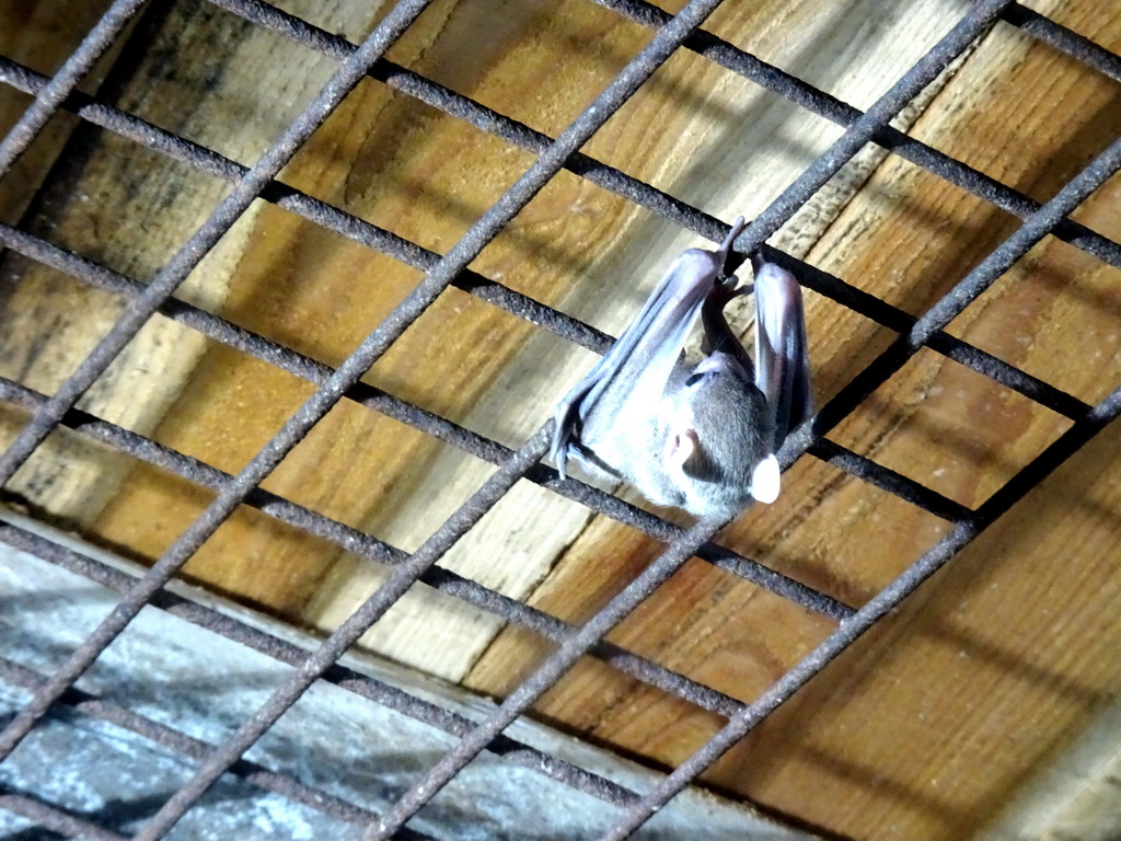 Egyptian Fruit Bat at the City of Antiquity at the DierenPark Amersfoort zoo