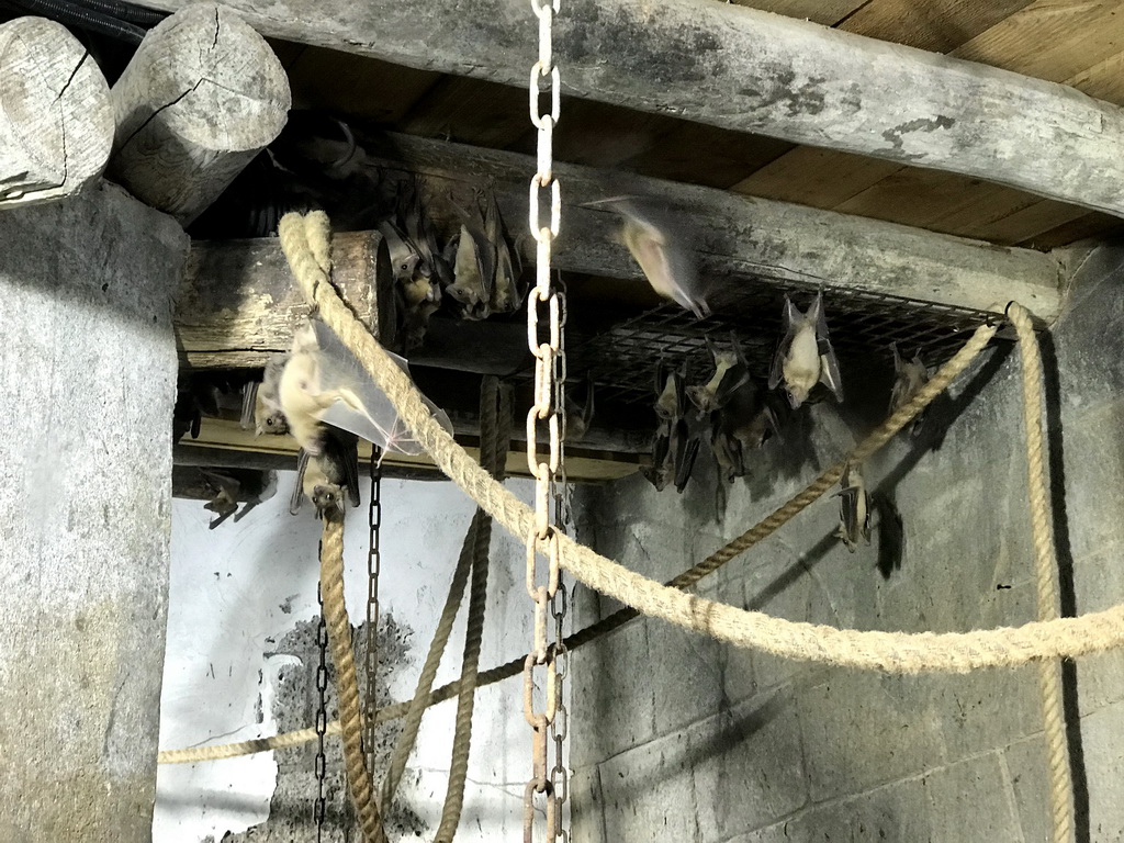 Egyptian Fruit Bats being fed at the City of Antiquity at the DierenPark Amersfoort zoo