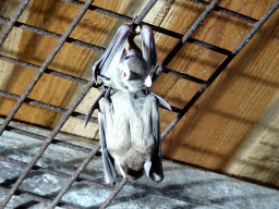 Egyptian Fruit Bats being fed at the City of Antiquity at the DierenPark Amersfoort zoo