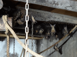 Egyptian Fruit Bats being fed at the City of Antiquity at the DierenPark Amersfoort zoo