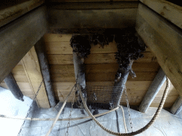 Egyptian Fruit Bats being fed at the City of Antiquity at the DierenPark Amersfoort zoo