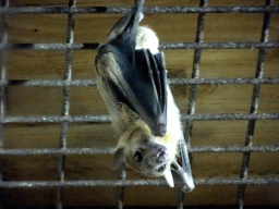 Egyptian Fruit Bat being fed at the City of Antiquity at the DierenPark Amersfoort zoo