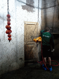 Zookeeper feeding the Egyptian Fruit Bats at the City of Antiquity at the DierenPark Amersfoort zoo