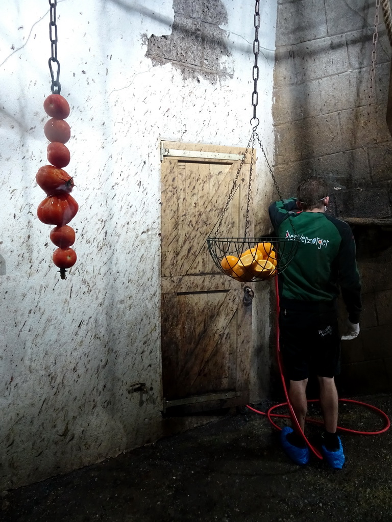 Zookeeper feeding the Egyptian Fruit Bats at the City of Antiquity at the DierenPark Amersfoort zoo