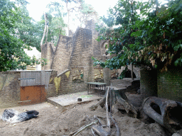 Indian Crested Porcupines at the City of Antiquity at the DierenPark Amersfoort zoo