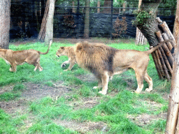 Lions at the City of Antiquity at the DierenPark Amersfoort zoo