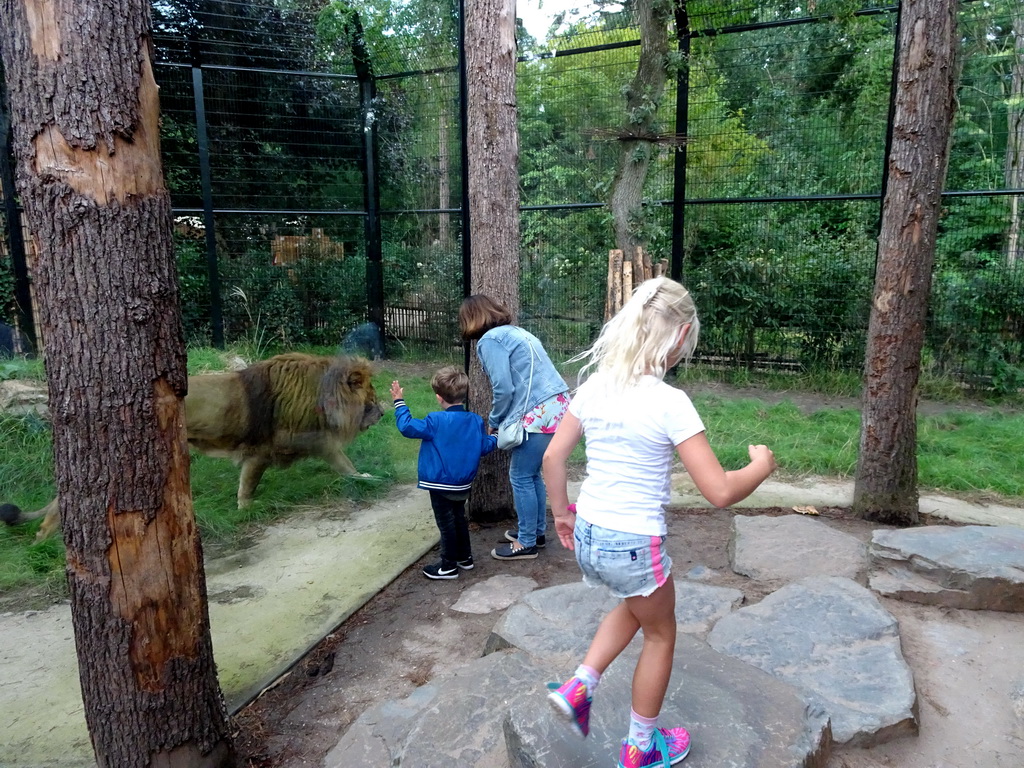 Lion at the City of Antiquity at the DierenPark Amersfoort zoo