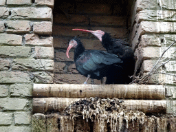 Northern Bald Ibises at the City of Antiquity at the DierenPark Amersfoort zoo