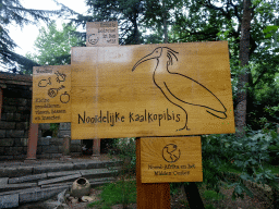 Explanation on the Northern Bald Ibis at the City of Antiquity at the DierenPark Amersfoort zoo