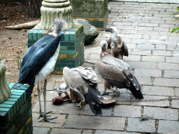 Marabou Stork and Griffon Vultures being fed at the City of Antiquity at the DierenPark Amersfoort zoo, viewed from the Palace of King Darius