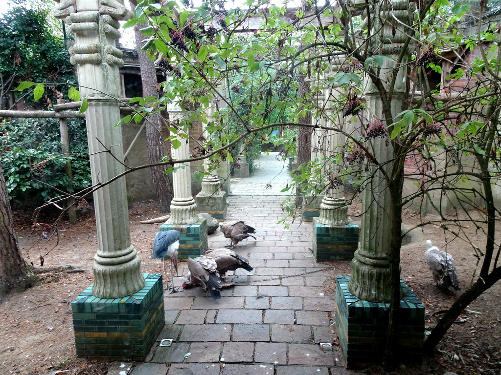 Marabou Stork and Griffon Vultures being fed at the City of Antiquity at the DierenPark Amersfoort zoo, viewed from the Palace of King Darius