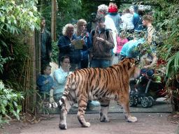 Siberian Tiger at the City of Antiquity at the DierenPark Amersfoort zoo, viewed from the Palace of King Darius