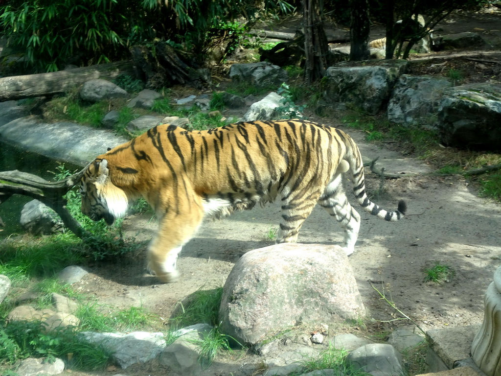 Siberian Tiger at the City of Antiquity at the DierenPark Amersfoort zoo, viewed from the Palace of King Darius