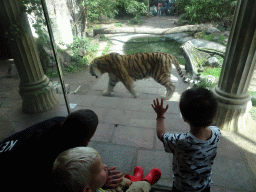 Max in the Palace of King Darius at the City of Antiquity at the DierenPark Amersfoort zoo, with a view on a Siberian Tiger