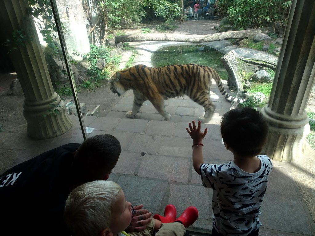 Max in the Palace of King Darius at the City of Antiquity at the DierenPark Amersfoort zoo, with a view on a Siberian Tiger