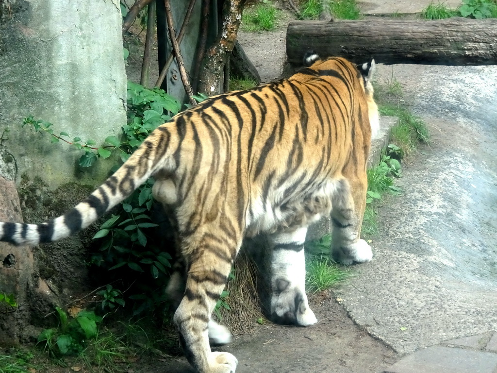 Siberian Tiger at the City of Antiquity at the DierenPark Amersfoort zoo, viewed from the Palace of King Darius