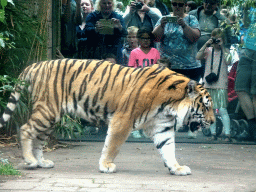 Siberian Tiger at the City of Antiquity at the DierenPark Amersfoort zoo, viewed from the Palace of King Darius