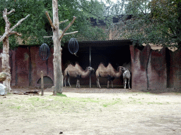 Camels at the City of Antiquity at the DierenPark Amersfoort zoo