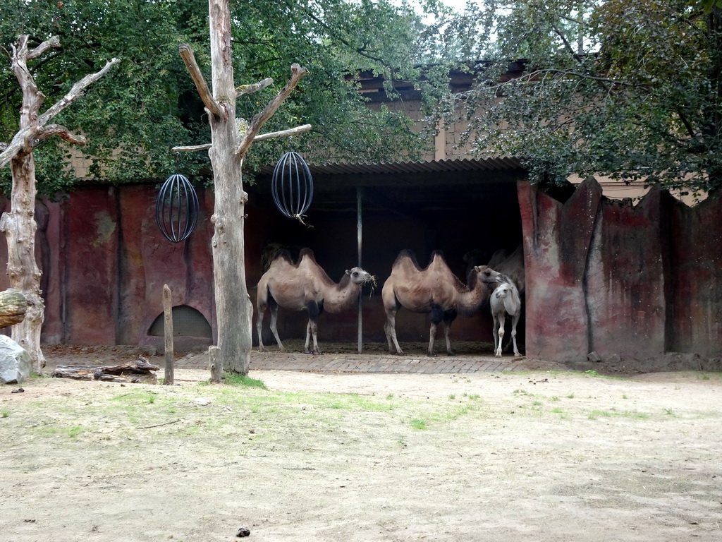 Camels at the City of Antiquity at the DierenPark Amersfoort zoo