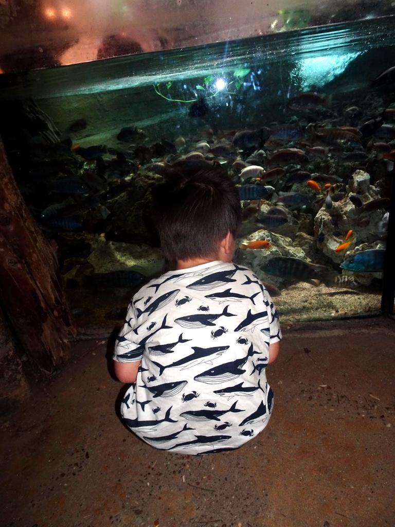 Max with fish at the City of Antiquity at the DierenPark Amersfoort zoo
