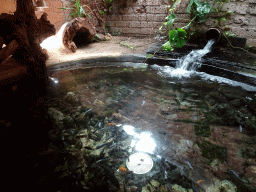 Fish and waterfall at the City of Antiquity at the DierenPark Amersfoort zoo