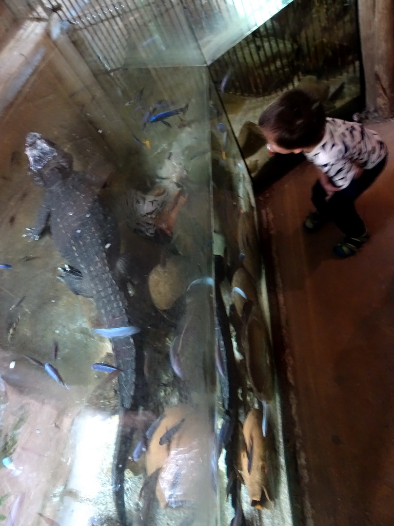Max with a Dwarf Crocodile at the City of Antiquity at the DierenPark Amersfoort zoo