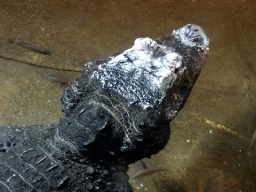 Head of a Dwarf Crocodile at the City of Antiquity at the DierenPark Amersfoort zoo