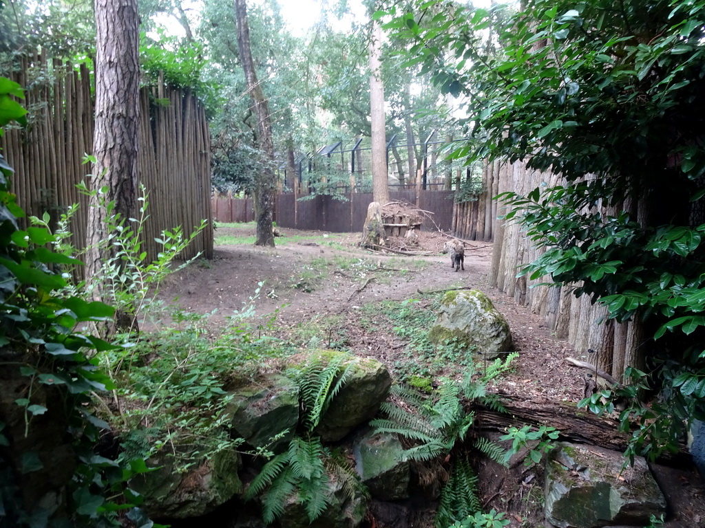Spotted Hyenas at the DierenPark Amersfoort zoo