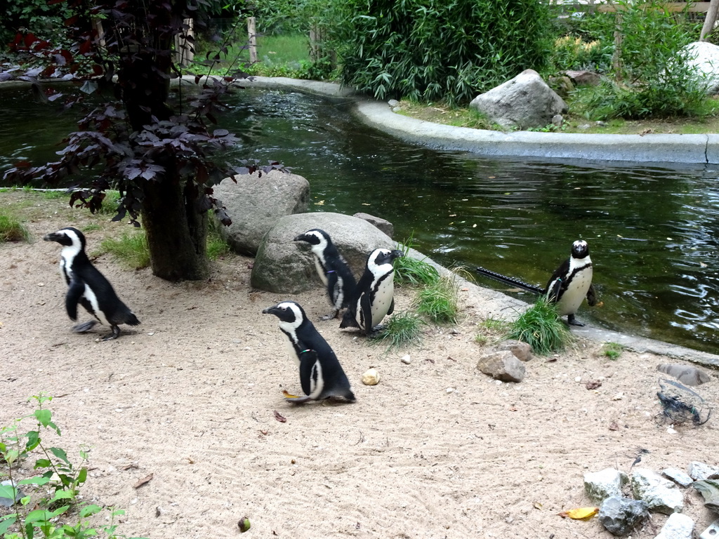 African Penguins at the DierenPark Amersfoort zoo