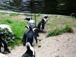 African Penguins at the DierenPark Amersfoort zoo