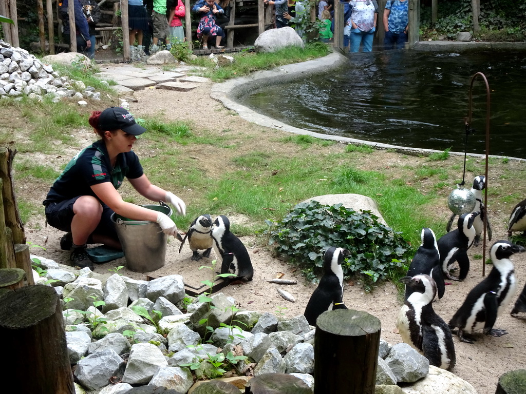 Zookeeper feeding African Penguins at the DierenPark Amersfoort zoo