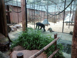 Chimpanzee at the DierenPark Amersfoort zoo